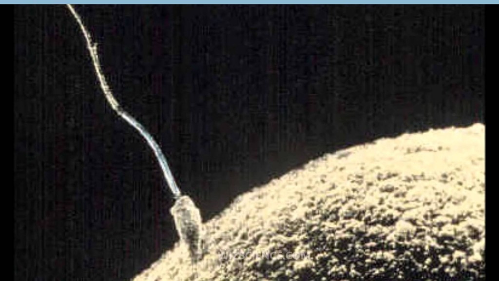 maxresdefault 1024x576 Más de 20 referencias científicas: la vida humana se inicia con la fertilización