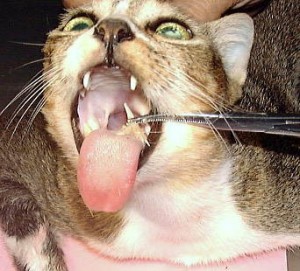 comer pescado 300x271 Para mentir y comer pescado....más la impasibilidad de Alan García