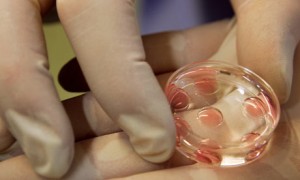 invitro 300x180 Fecundación in vitro se suma al holocausto del aborto señala obispo