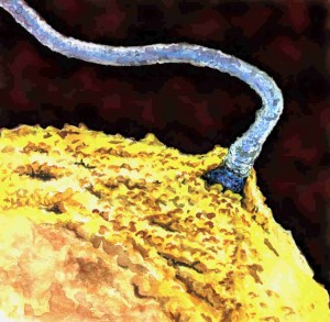 rkofertilization2 300x293 A los científicos les queda claro que la vida comienza con la concepción